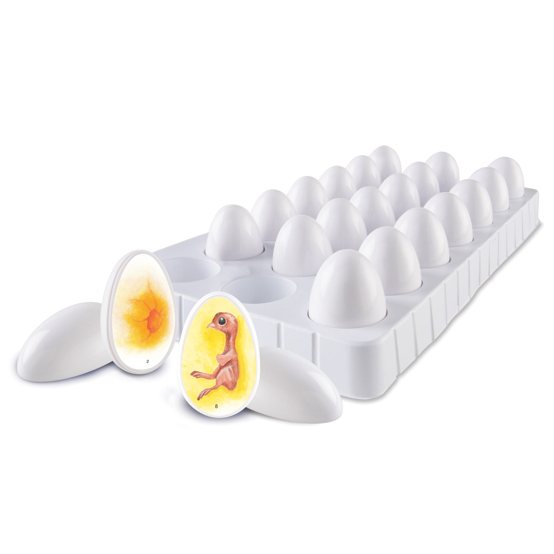 Alternative view of Learning Resources Chick Life Cycle Exploration Set - Educational Science Toy