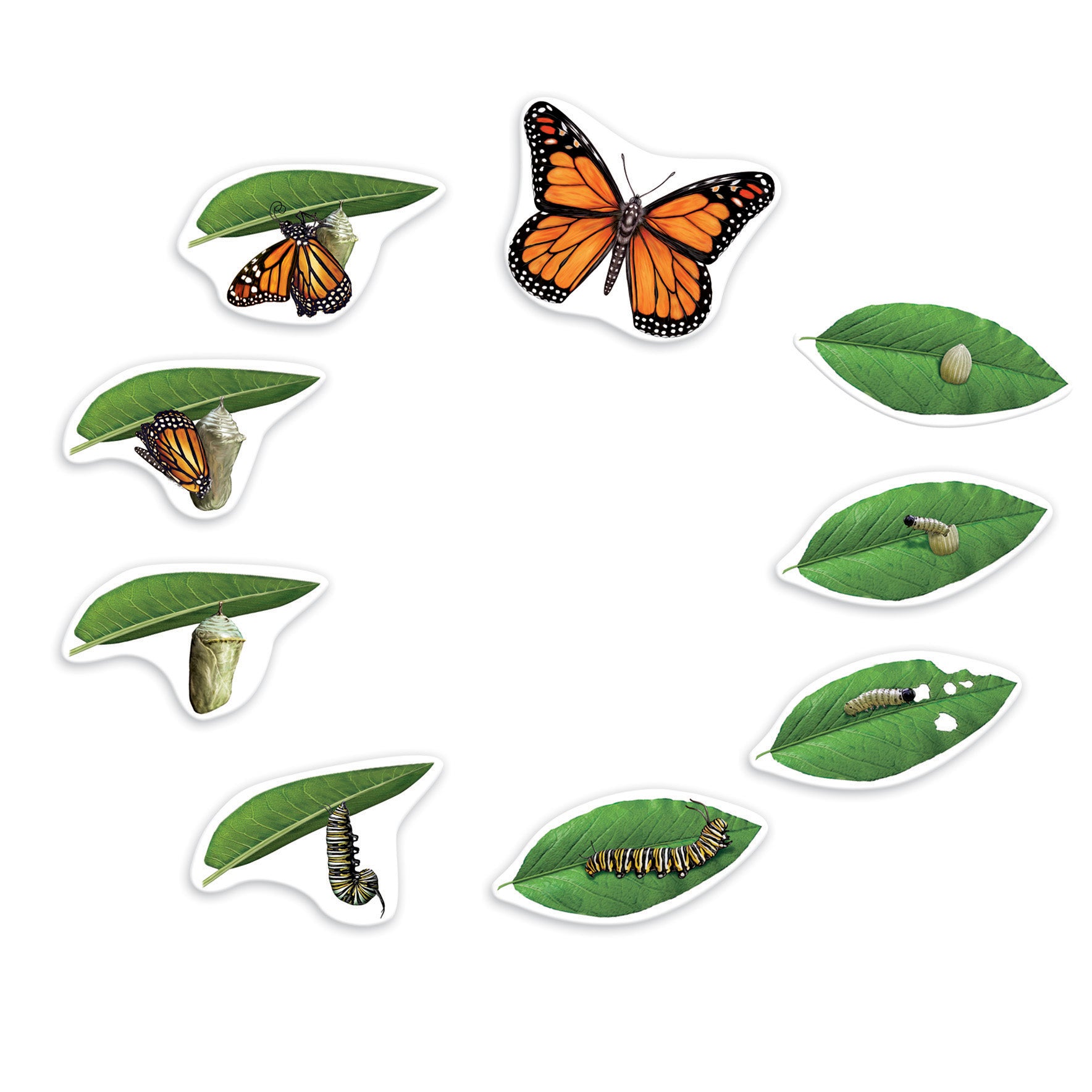 Learning Resources Giant Magnetic Butterfly Life Cycle - Interactive Set of 9 - Image 3