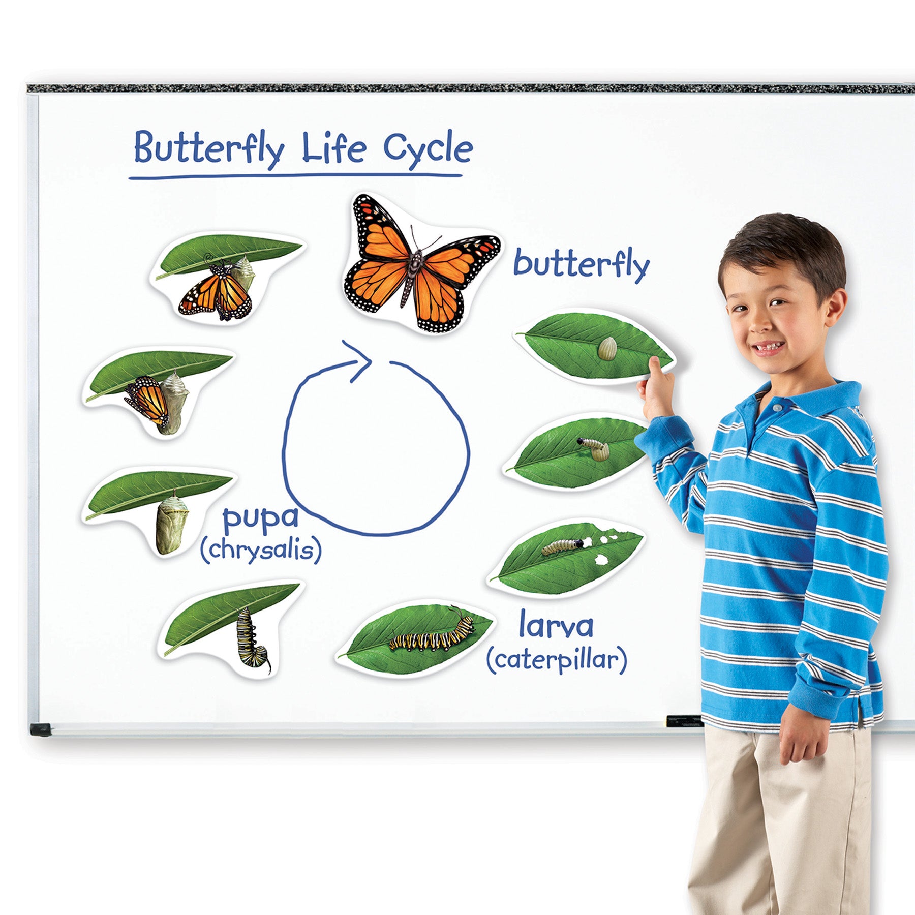 Learning Resources Giant Magnetic Butterfly Life Cycle - Interactive Set of 9 - Image 4