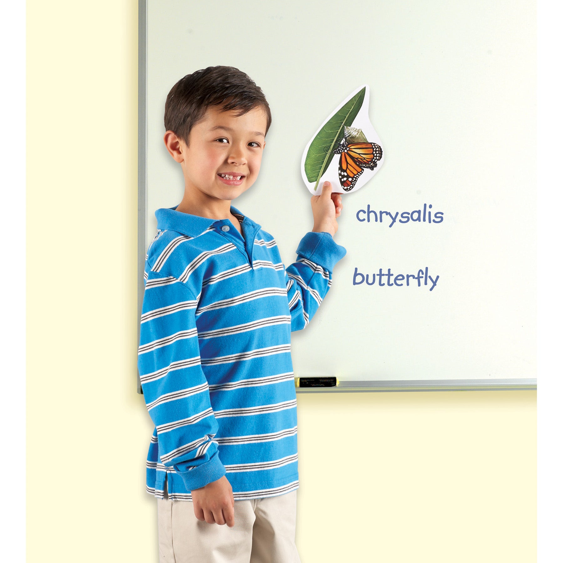 Learning Resources Giant Magnetic Butterfly Life Cycle - Interactive Set of 9 - Image 5