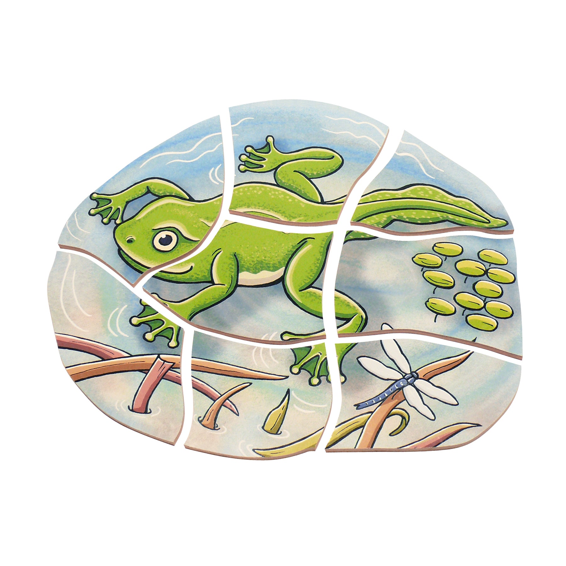 Beleduc Layer Puzzle - Frog Lifecycle - 5 Wooden Layers - 28 Pieces - Image 3