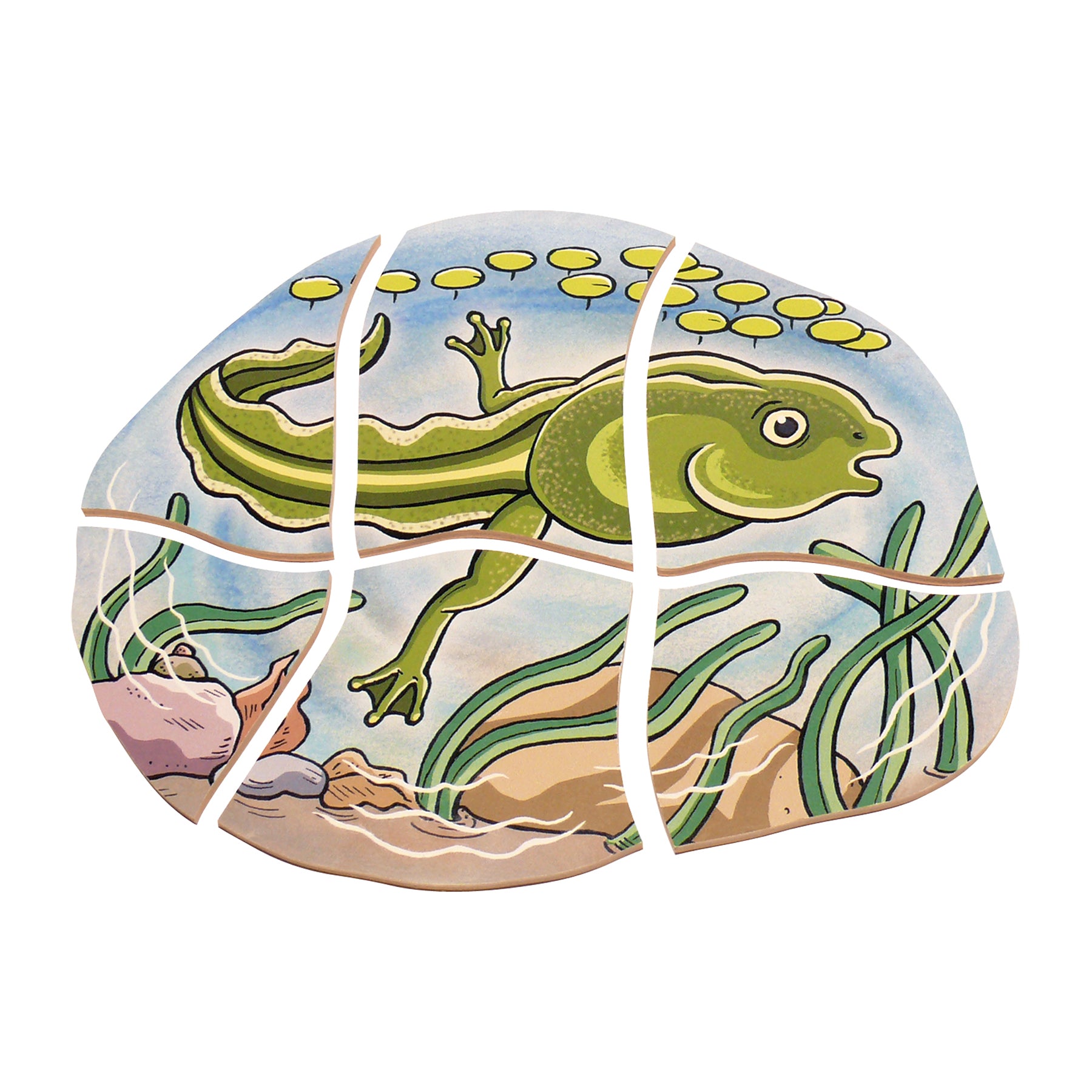 Beleduc Layer Puzzle - Frog Lifecycle - 5 Wooden Layers - 28 Pieces - Image 4
