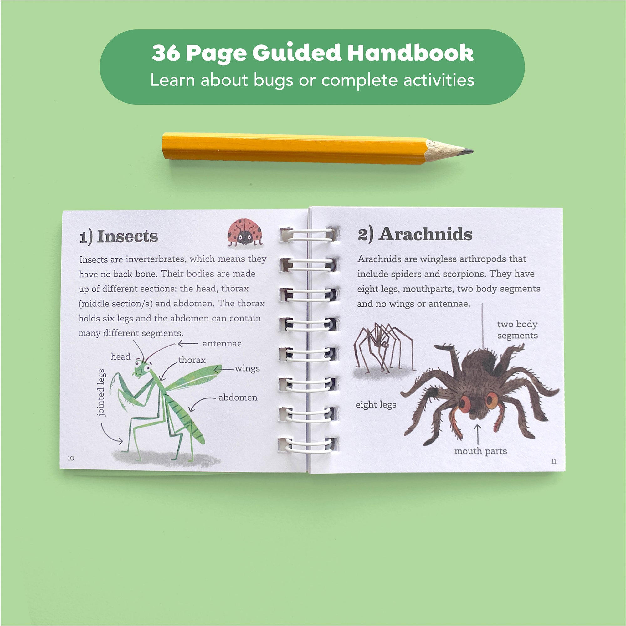 Tiger Tribe Bug Spotter STEM Kit, Insect Collector Box with Magnifying Lid, Ages 4+ - Image 3