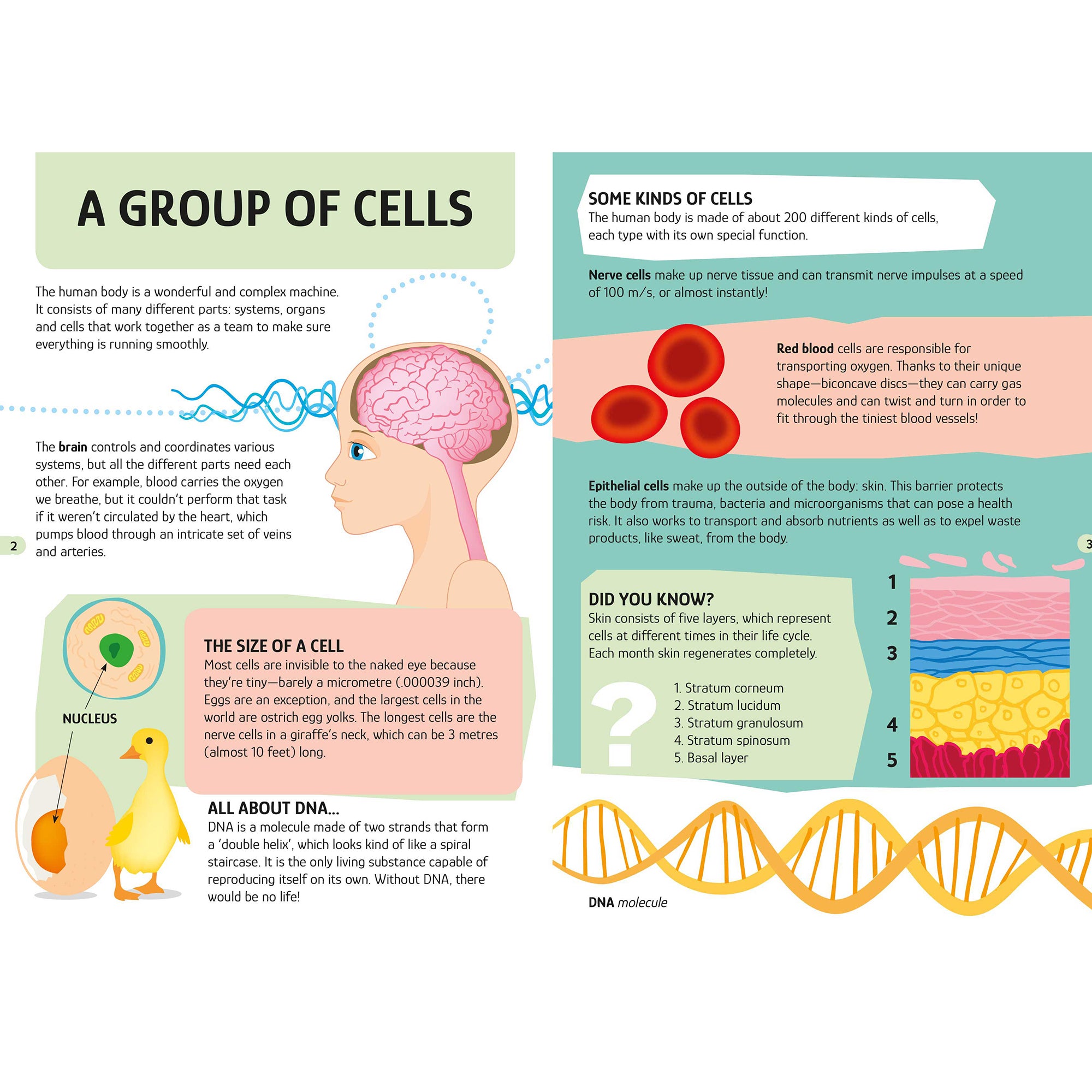 TLE: The Human Body - Image 3